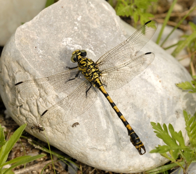 Onychogomphus forcipatus forcipatus